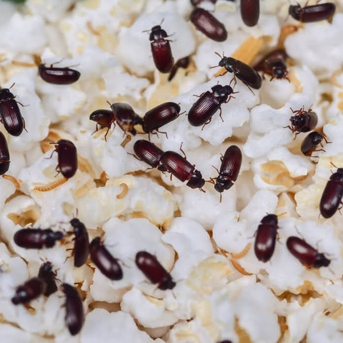 Pantry bugs discount